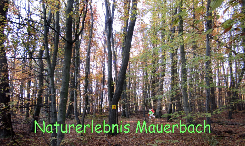 Wald