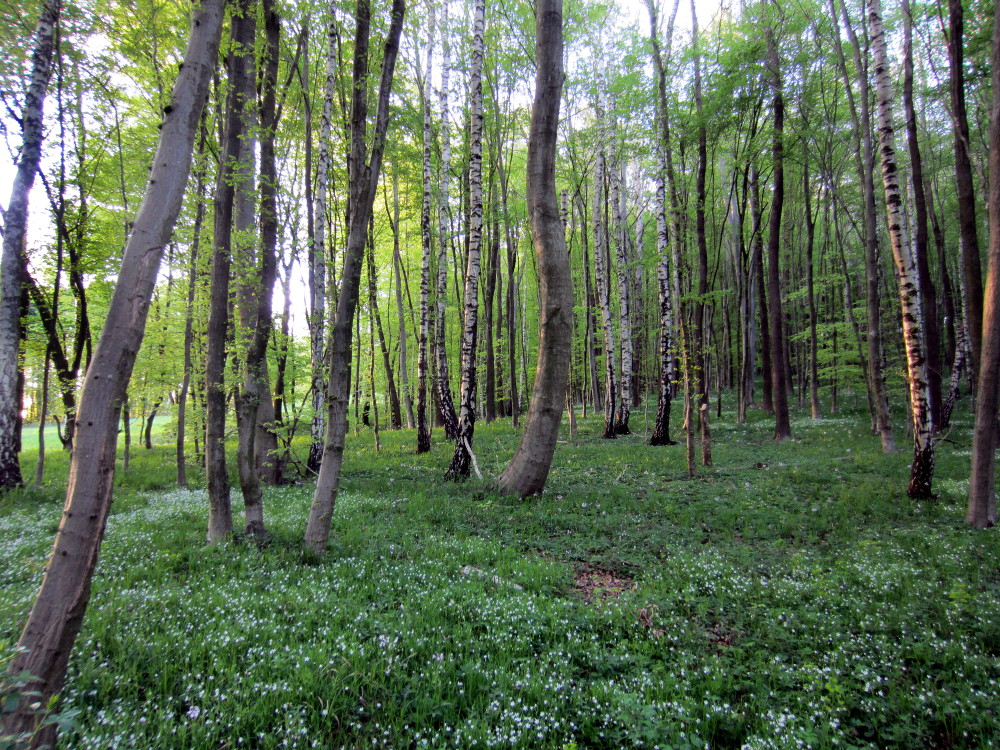 Birkenwald