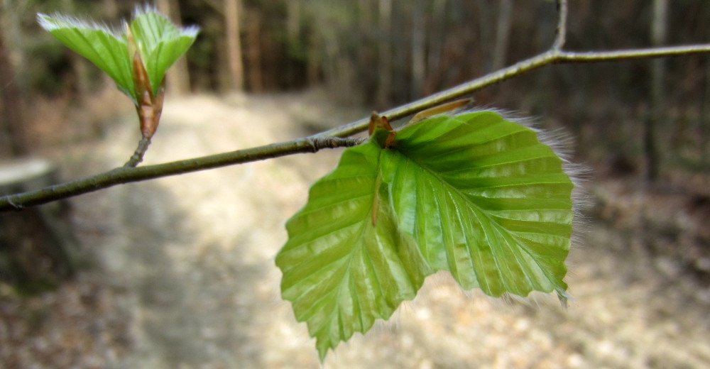 Frische Buchenblätter