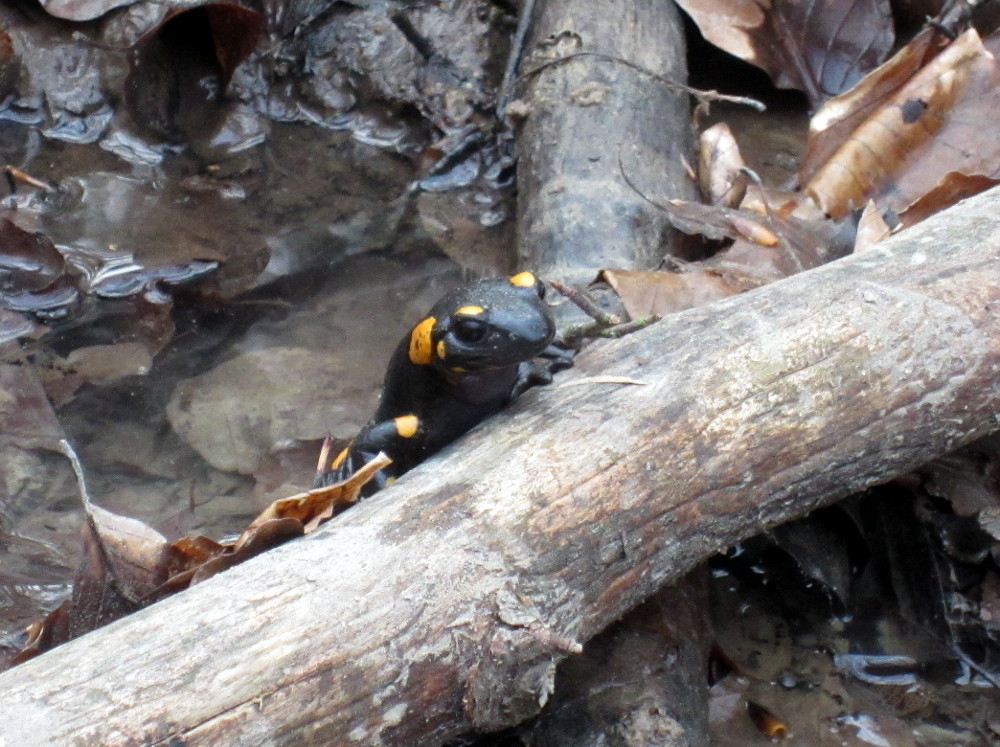 Feuersalamander