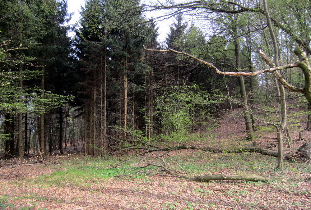 Wald
