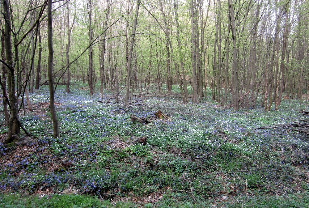 Wald mit Bütenteppich