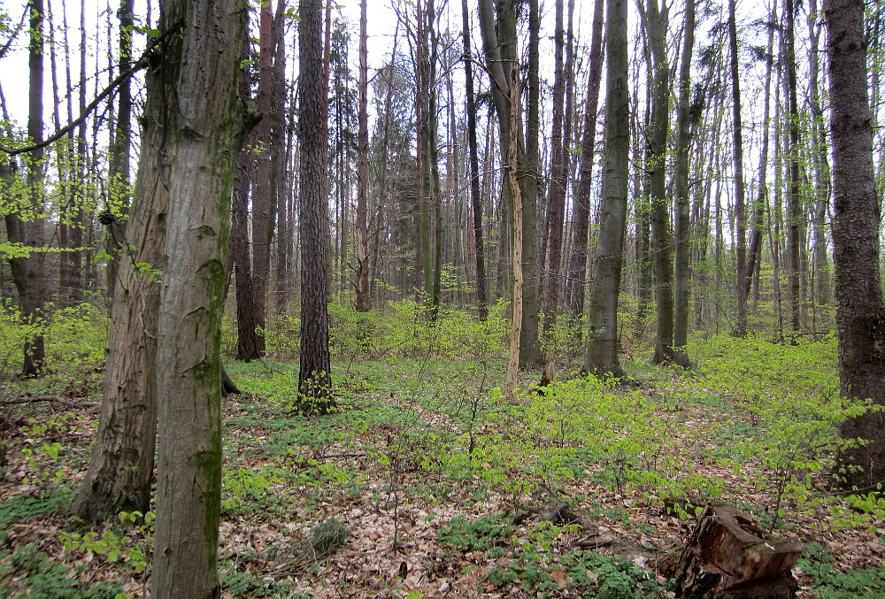 Wald