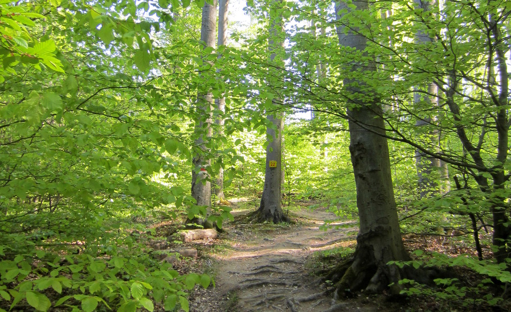 Wald