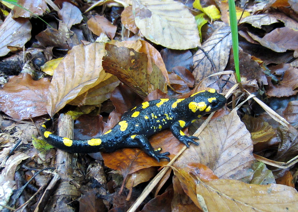 Feuersalamander