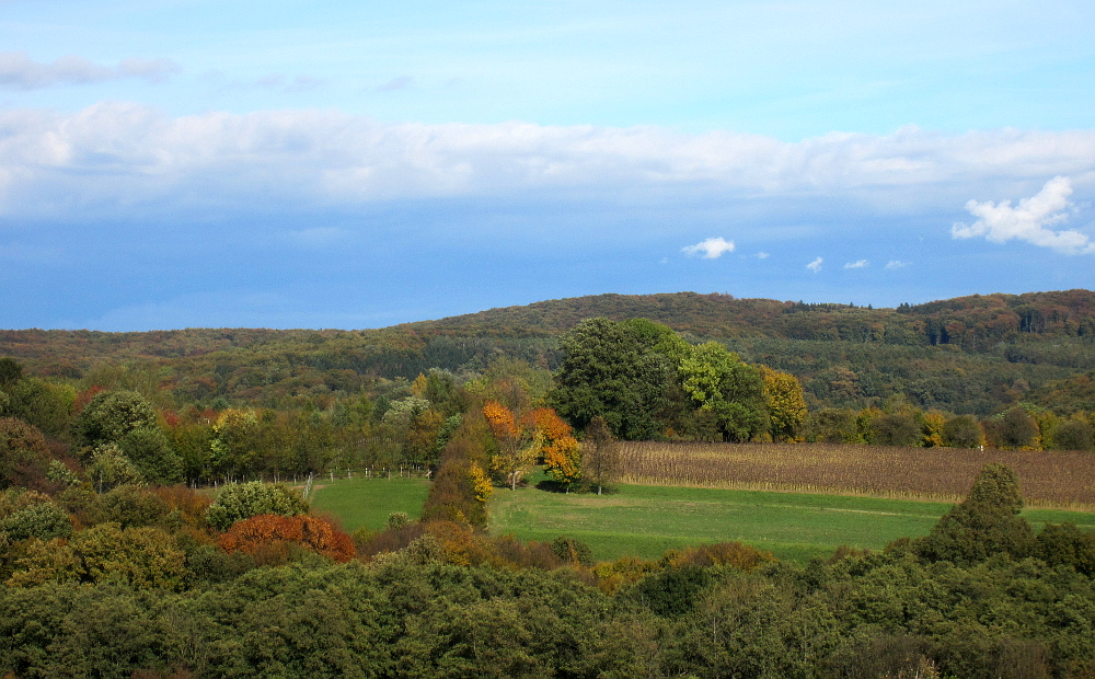 Feldwiese