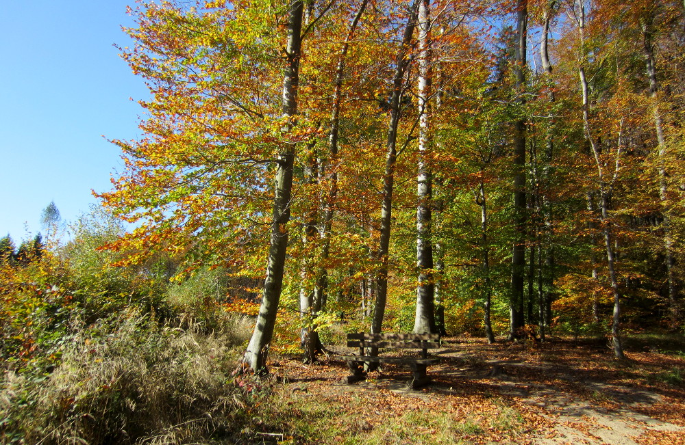 Ruhebank im Herbstwald