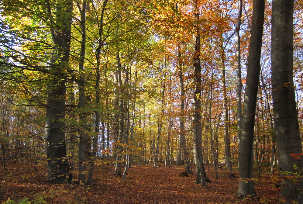 Herbstwald