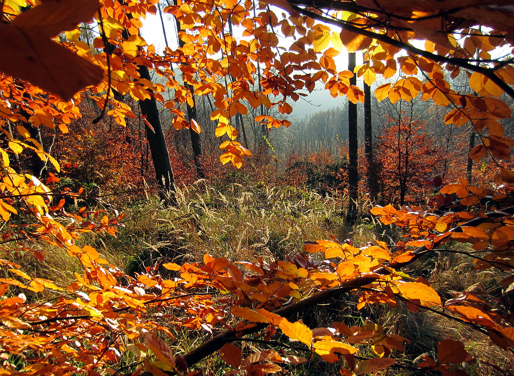 Herbstwald