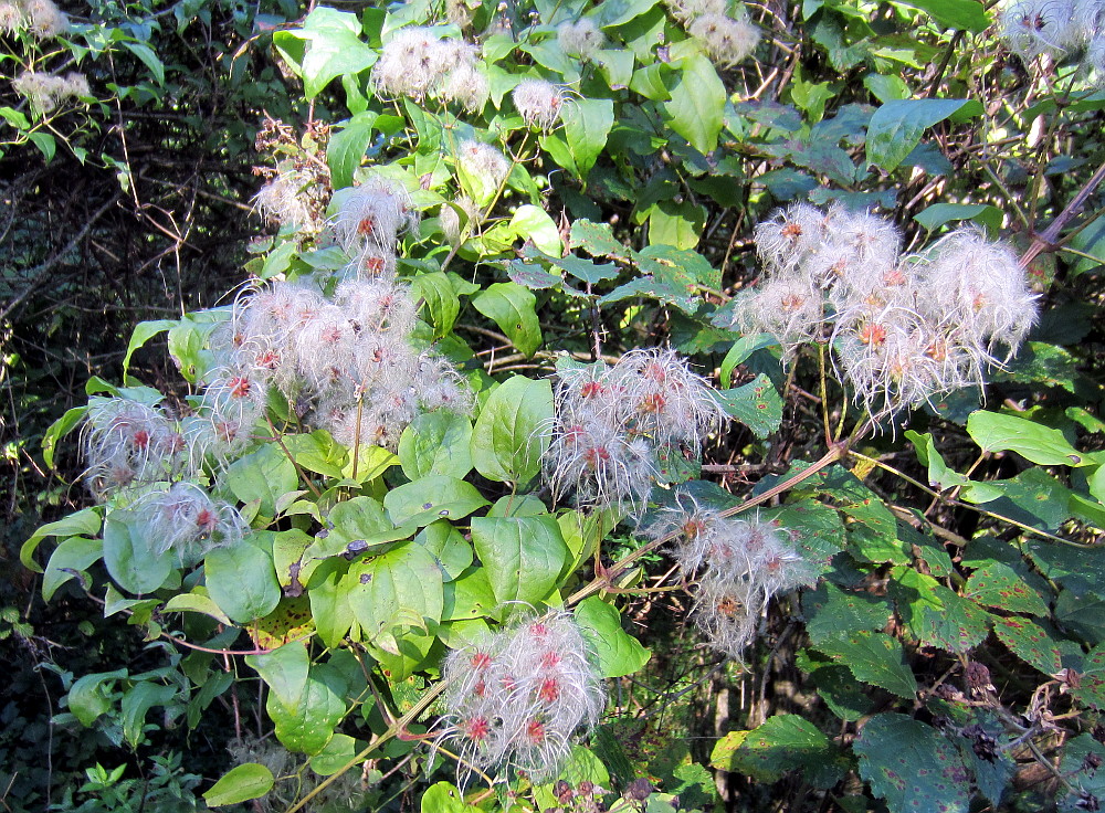 Clematis