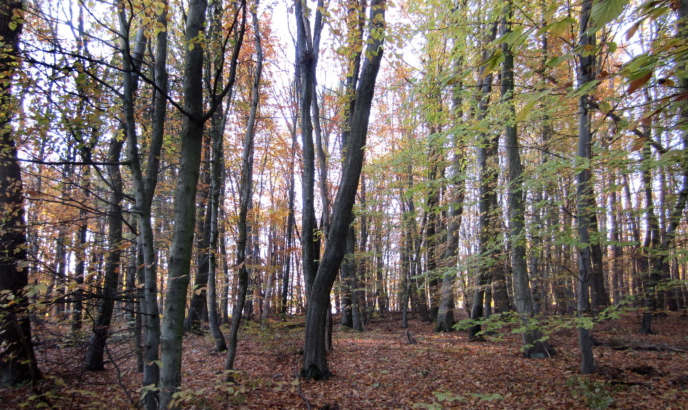 Herbstwald