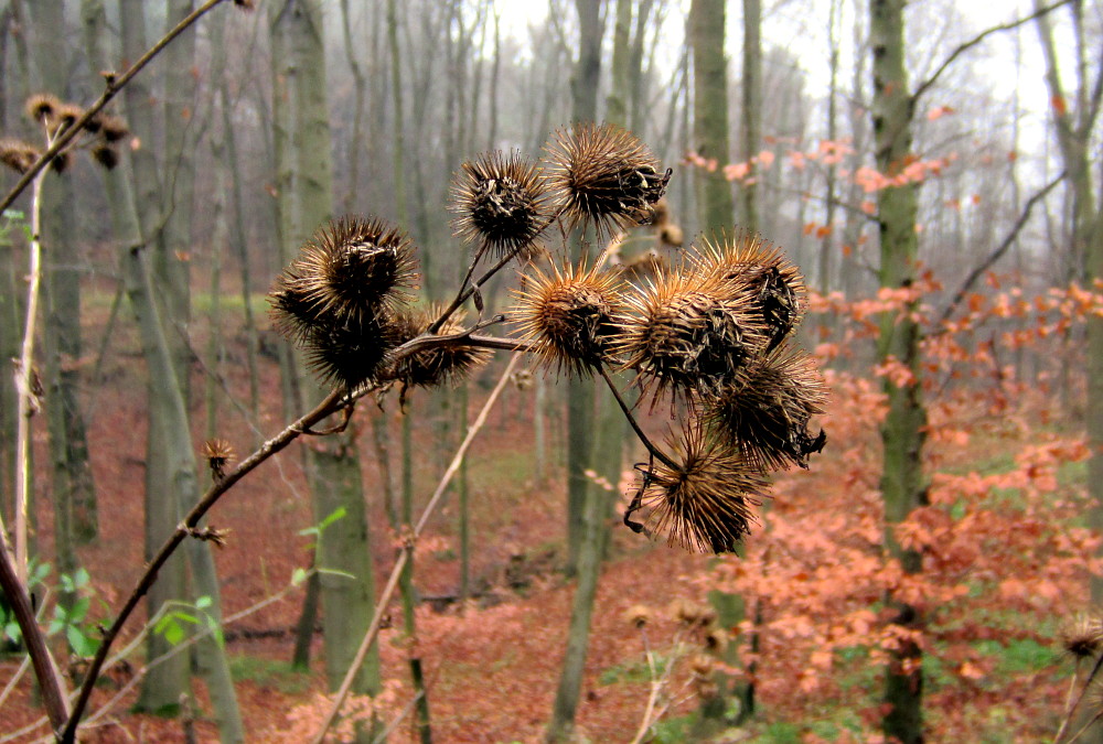 Kletten im Wald