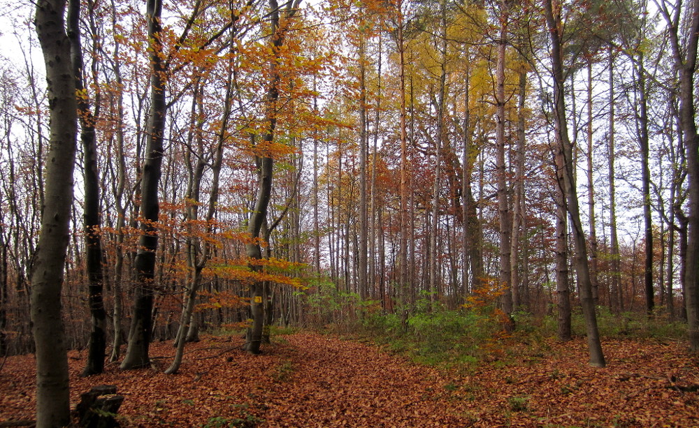 Herbstwald