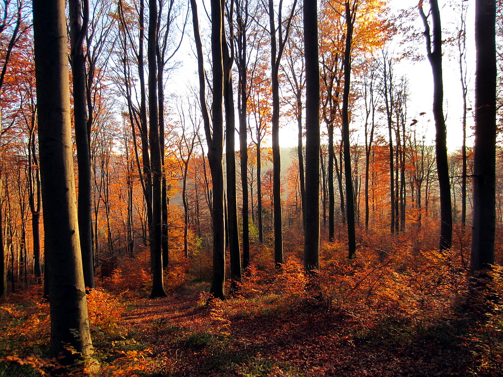 Abendstimmung im Herbstwald