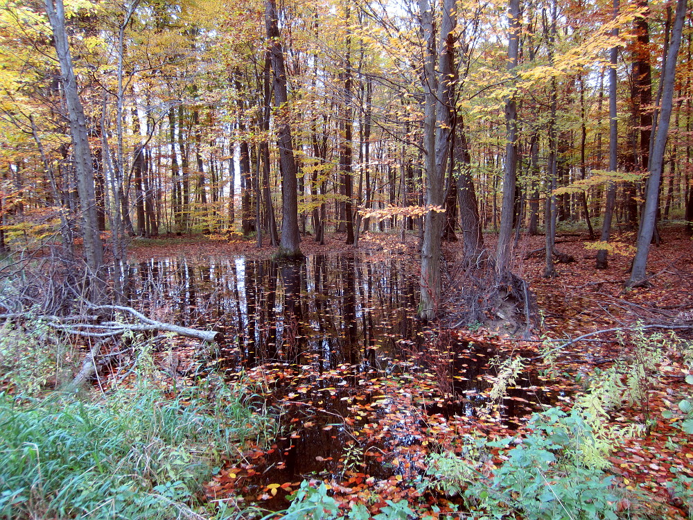 Biotop im Herbstwald