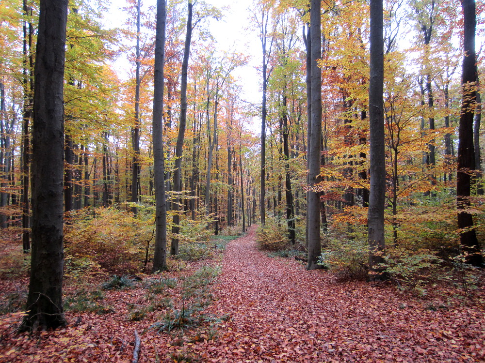 Herbstwald