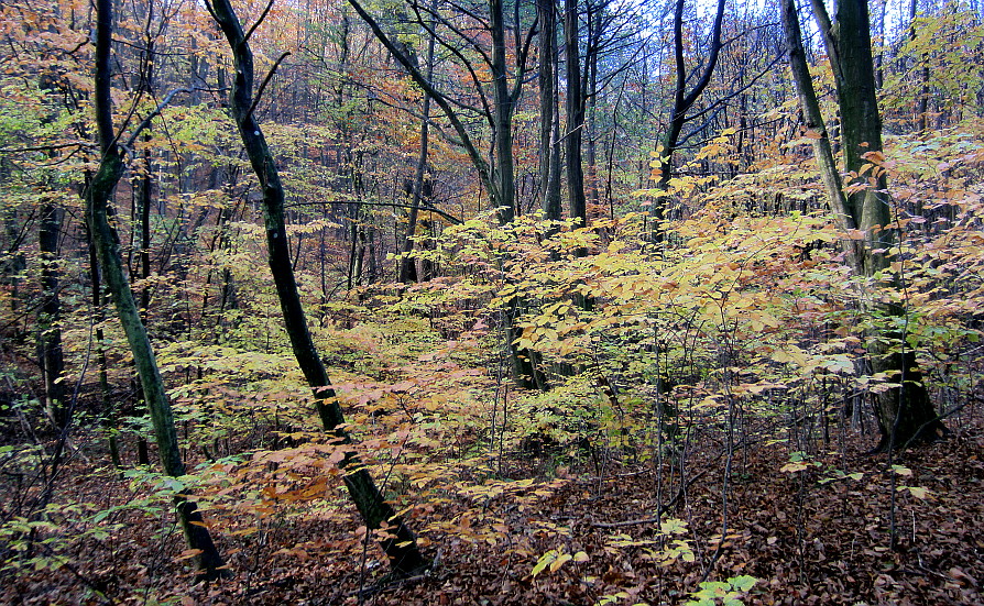 Herbstwald