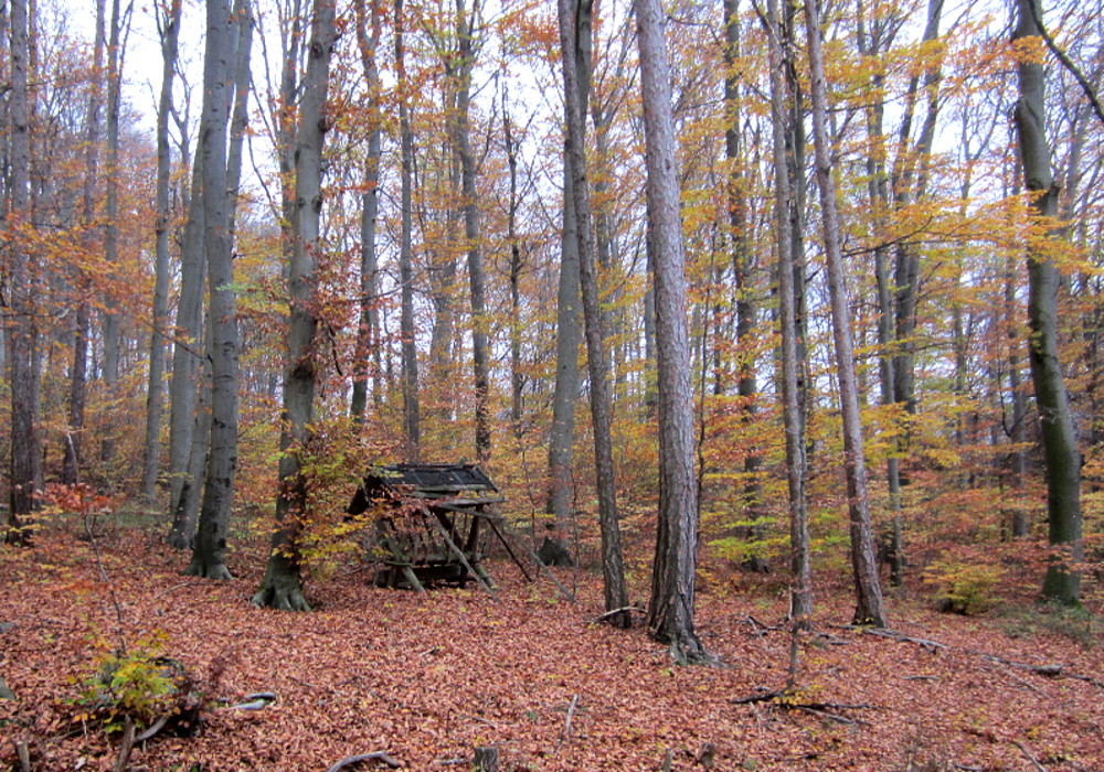 Herbstwald mit Futterkrippe