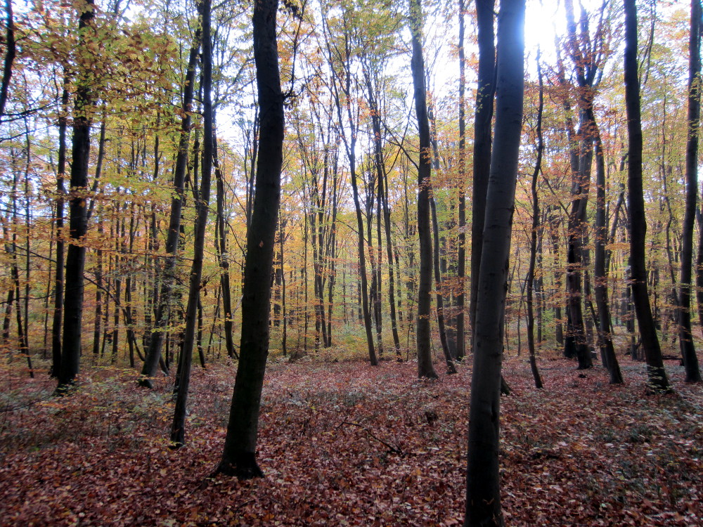 Herbstwald