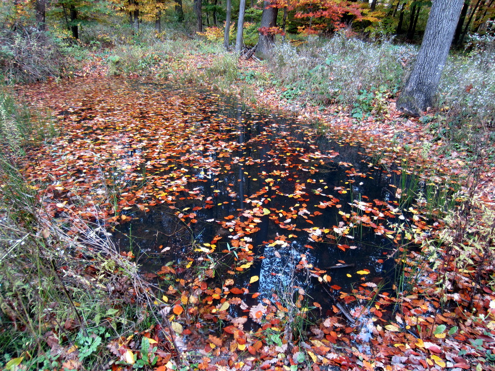 Tümpel mit bunten Blättern