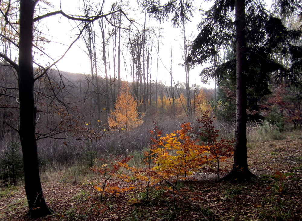 Waldlichtung mit gelben Lärchen