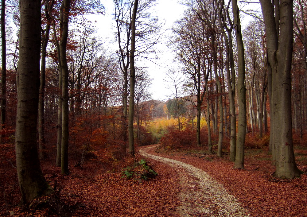 Forststraße im Spätherbst