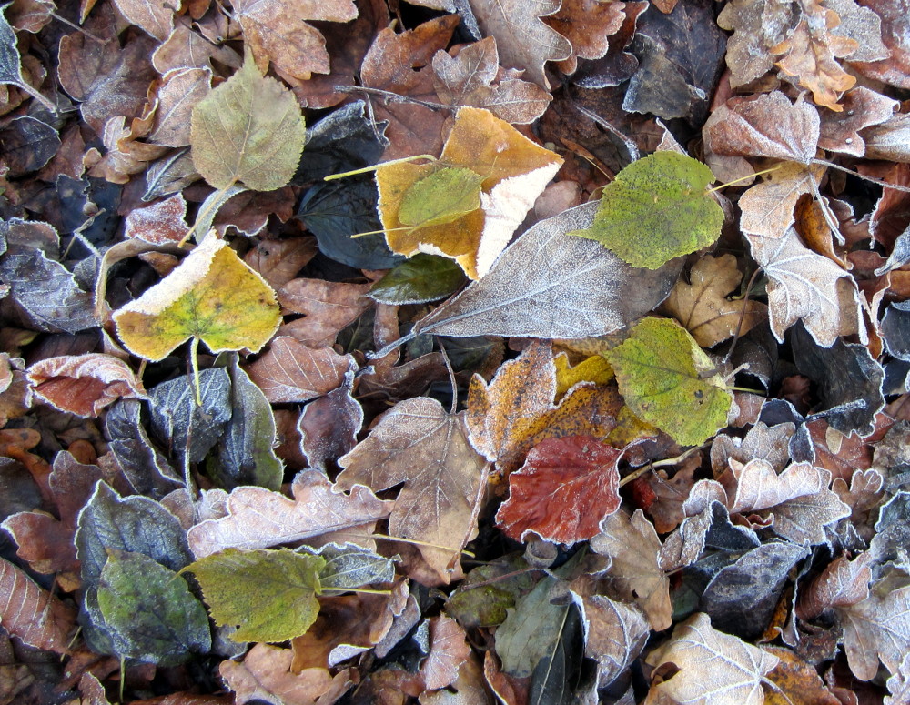 Buntes Falllaub mit Rauhreif