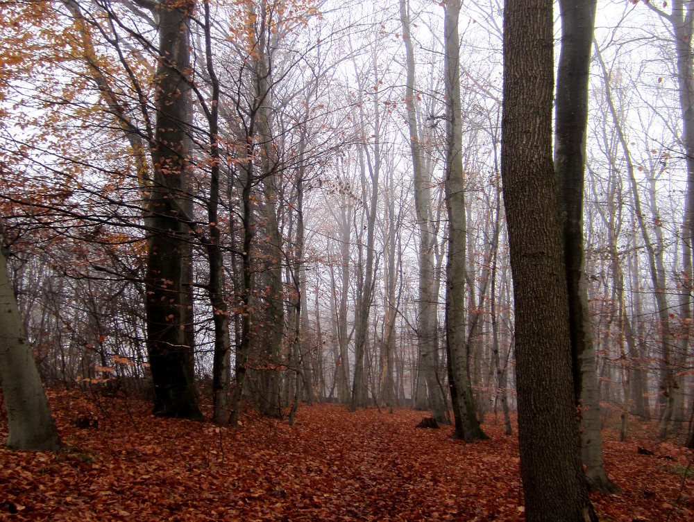 Wald im Herbsnebel