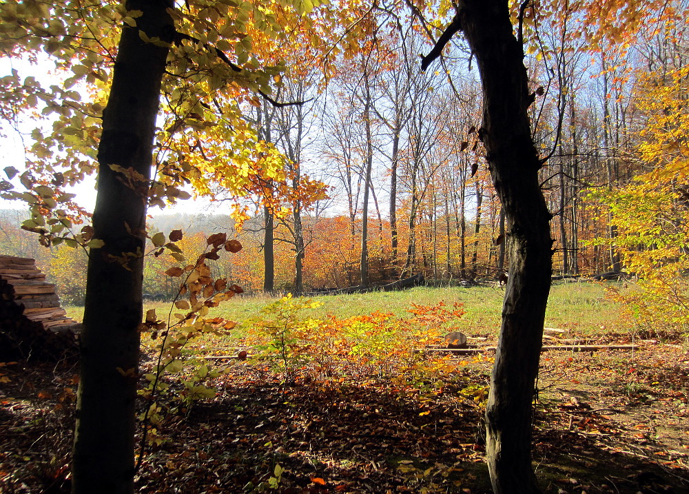 Herbstwald