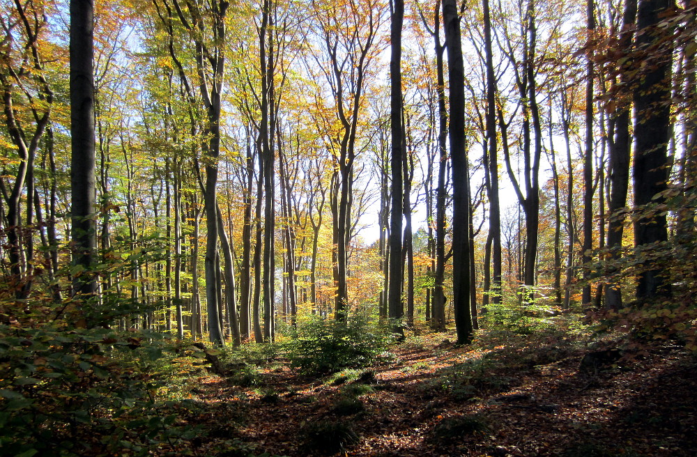 Herbstwald