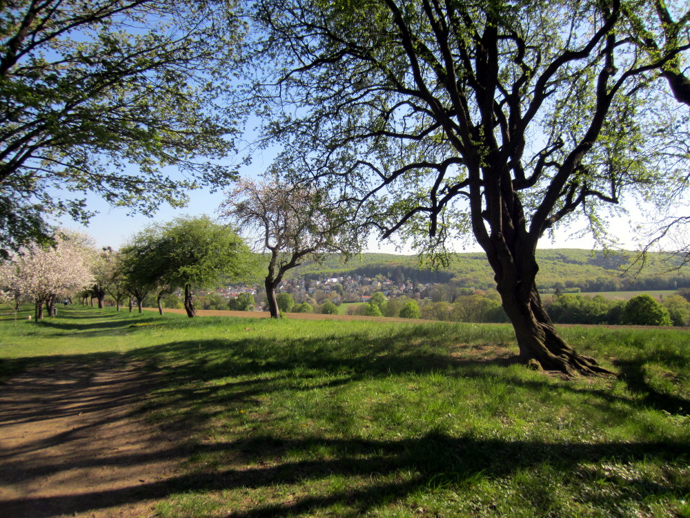 Auf der Feldwiese