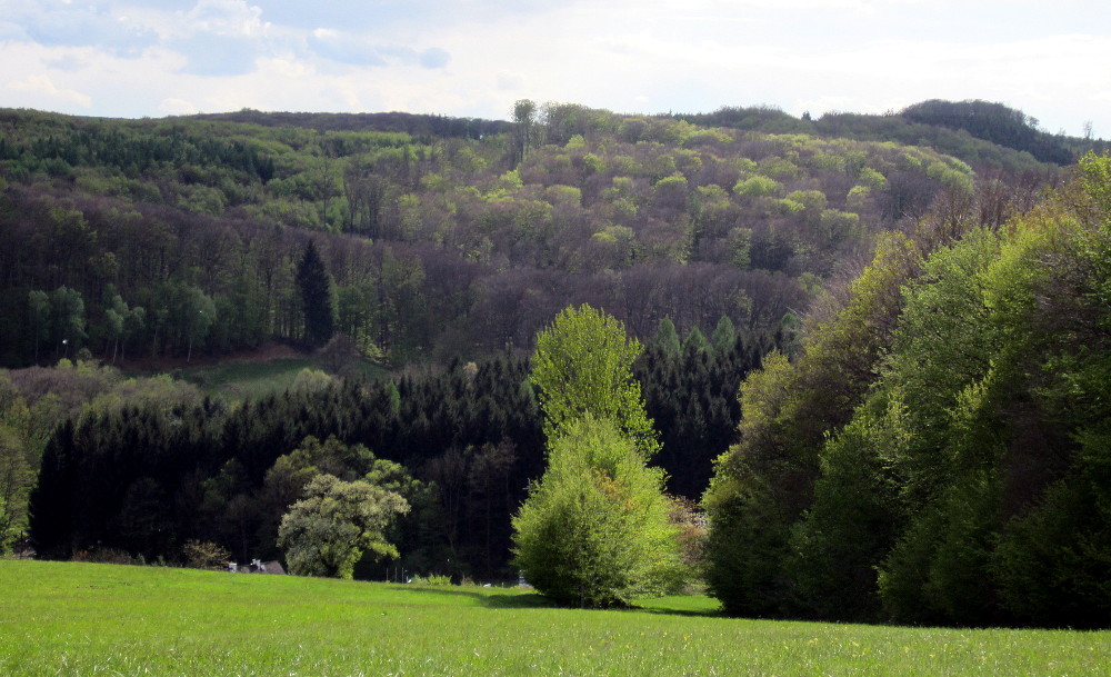 Waldlandschaft im Frühling