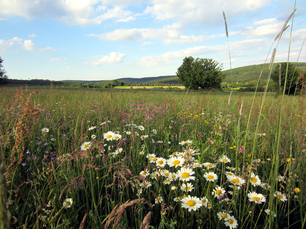 Landschaft im Sommer