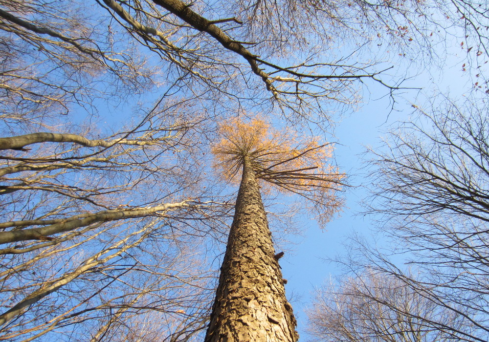 Blick in eine Baumkrone