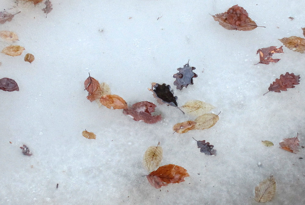 Blätter im Eis