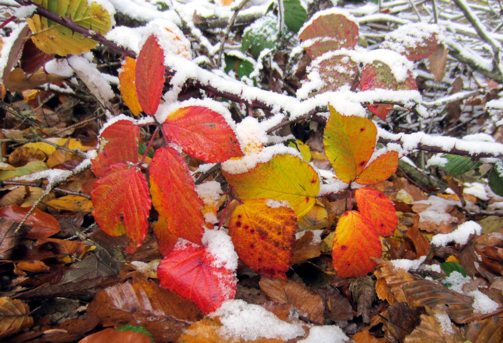 Bunte Blätter im Schnee