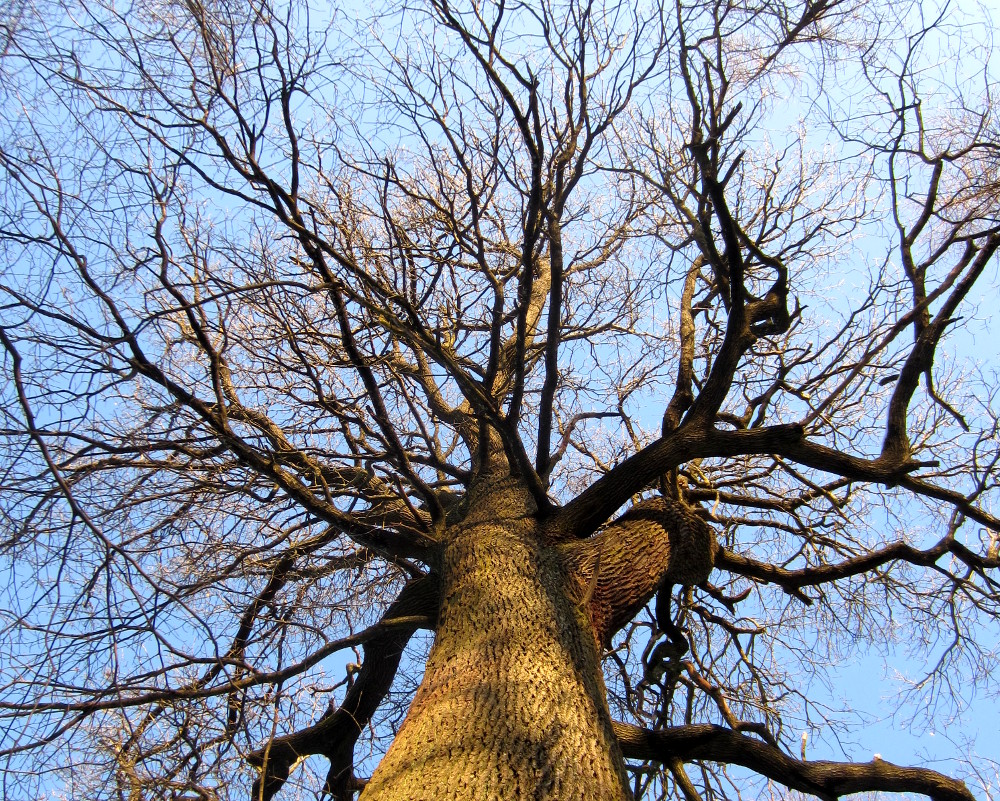 Blick in eine Baumkrone