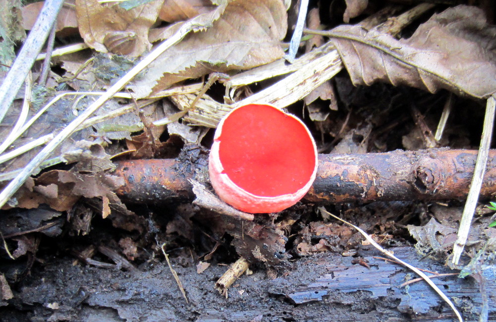 Zinnoberroter Prachtbecherling