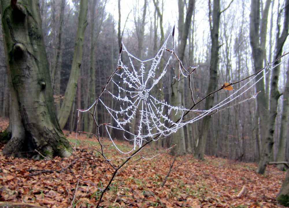 Spinnennetz im Raureif