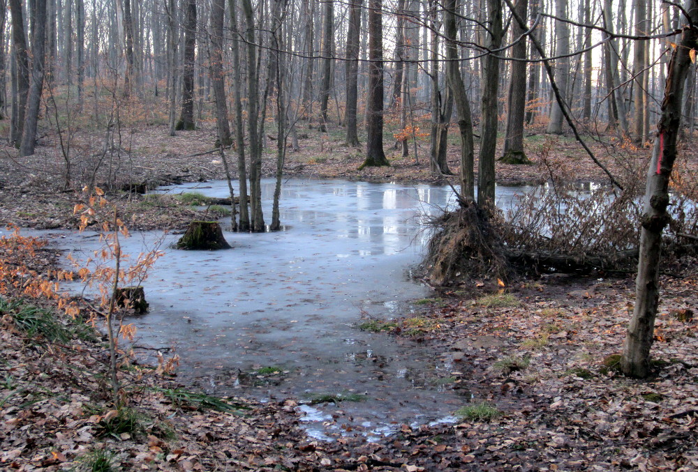 Kleiner zugefrorener Tümpel