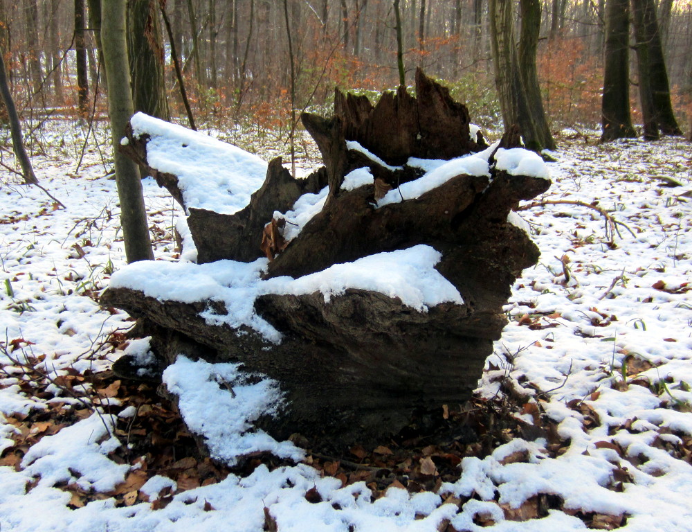 Alter Wurzelstock mit Schnee